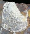 Fossil Ginkgo Leaf From North Dakota - Paleocene #29062-1